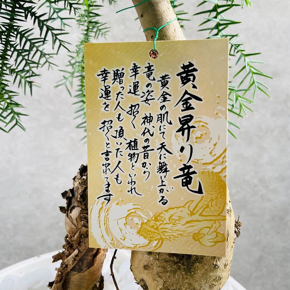 Amazon.co.jp: 観葉植物 黄金昇り竜 シマナンヨウスギ アローカリア 8